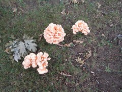 Laetiporus cincinnatus