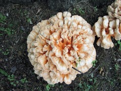 Laetiporus cincinnatus