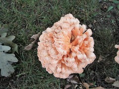 Laetiporus cincinnatus