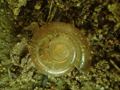 Glyphyalinia