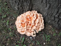 Laetiporus cincinnatus