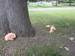 Laetiporus cincinnatus