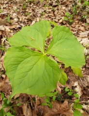 Trillium rugelii