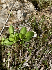 Parnassia grandifolia