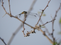 Pachydiplax longipennis