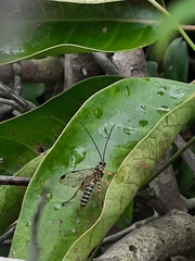 Echthromorpha