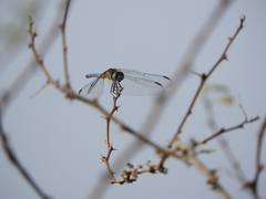 Pachydiplax longipennis