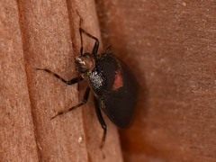 Deraeocoris sayi