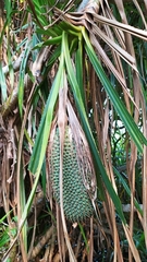 Pandanus kaida