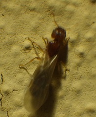 Pheidole parva