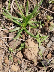 Phemeranthus napiformis