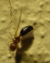 Pheidole parva