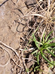 Phemeranthus napiformis