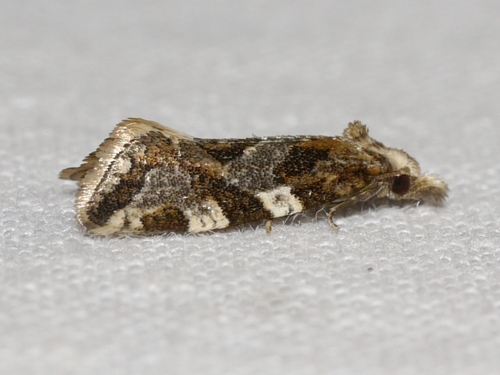 Six-toothed Aethes photo 2