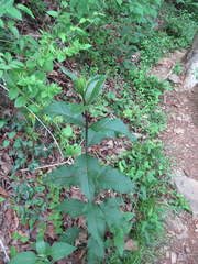 Silphium asteriscus latifolium