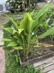 Curcuma longa