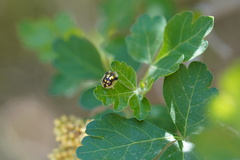 Deloyala guttata