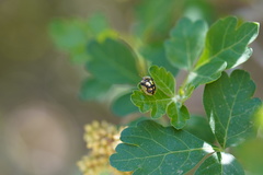 Deloyala guttata