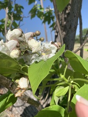 Catalpa speciosa