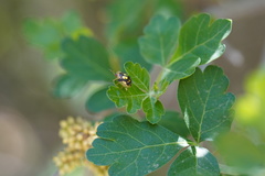 Deloyala guttata