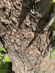 Catalpa speciosa