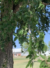 Ulmus crassifolia