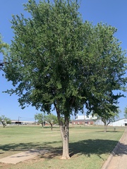 Ulmus crassifolia