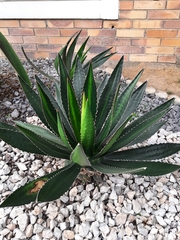 Agave univittata
