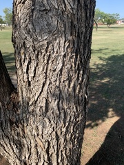 Ulmus crassifolia