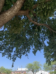 Ulmus crassifolia