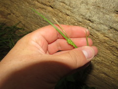 Carex planispicata