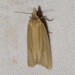 Aethes spartinana