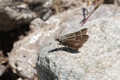 Atrytonopsis pittacus