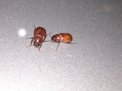 Cyclocephala melanocephala