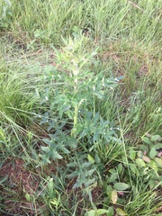 Cirsium engelmannii