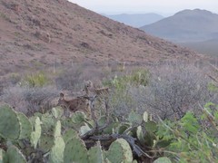 Odocoileus hemionus eremicus