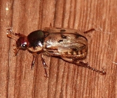 Anomala undulata