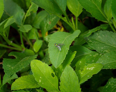 Condylostylus pruinosus