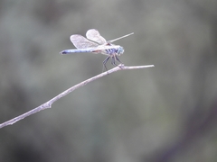 Pachydiplax longipennis