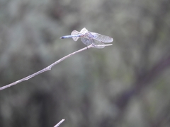 Pachydiplax longipennis