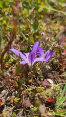 Brodiaea terrestris