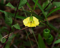 Physalis angustifolia