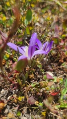 Brodiaea terrestris