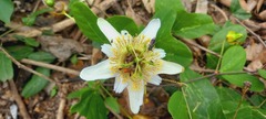 Passiflora bicornis