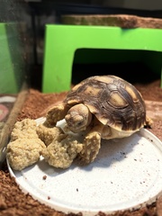 Centrochelys