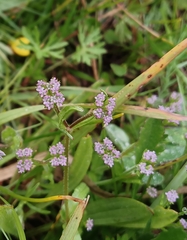Valerianella eriocarpa