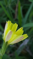 Pyrrhopappus pauciflorus