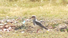 Vanellus resplendens