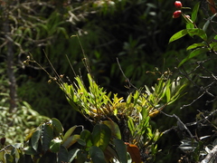 Epidendrum blepharistes