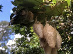 Ordgarius magnificus